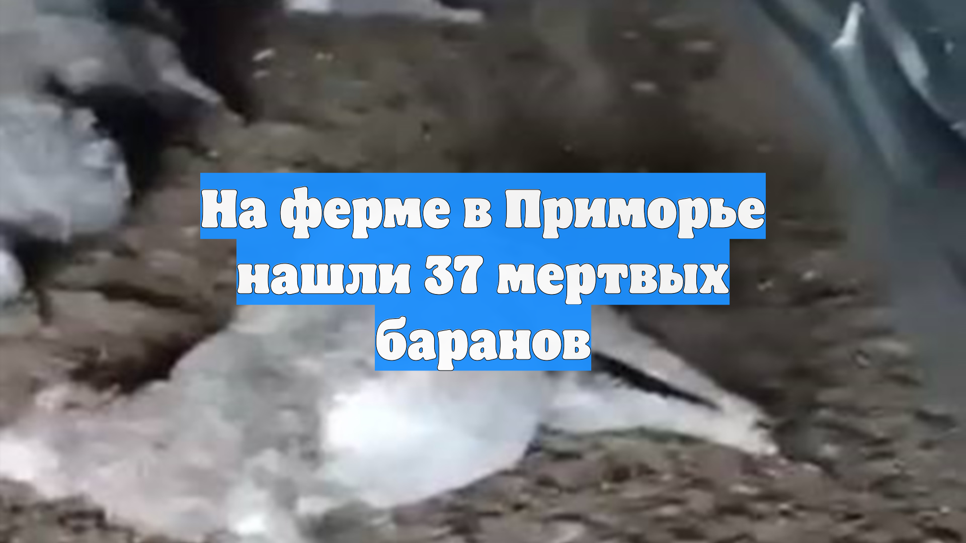 На ферме в Приморье нашли 37 мертвых баранов