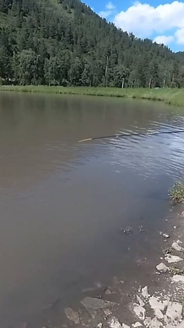 Как рыбачат на форелевом хозяйстве!? Алтай, Камышлинский водопад. Радужная форель.