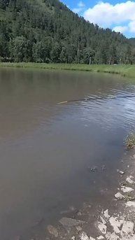 Как рыбачат на форелевом хозяйстве!? Алтай, Камышлинский водопад. Радужная форель.