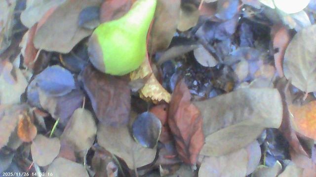 Работаю в саду поздний осенью: собираю падалицу груши