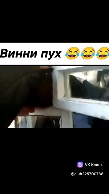 винипух
