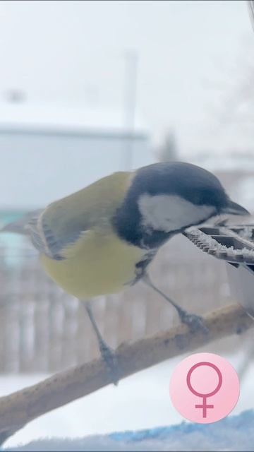 Орнитологический ликбез у кормушки 🐦⬛☕️
