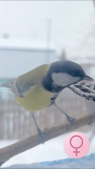 Орнитологический ликбез у кормушки 🐦⬛☕️