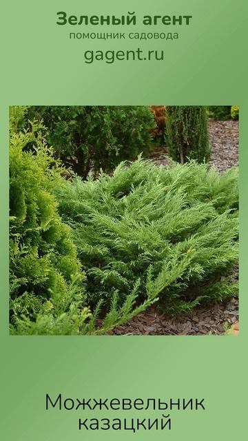 Можжевельник казацкий