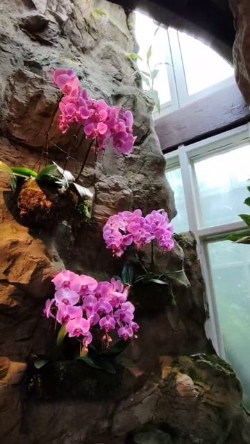 сал орхидей в Сингапуре