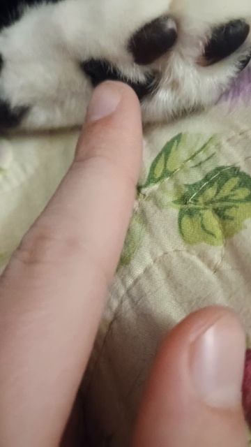 Моя агрессивная табо лапка