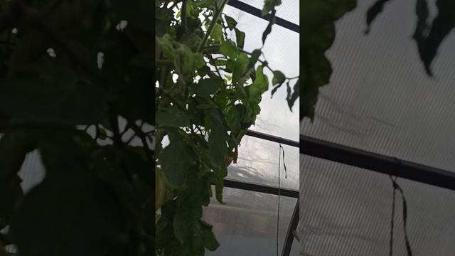 26 ноября в теплице #теплица #дача #садоводничество #огород #уходзатеплицей #осень #урожай