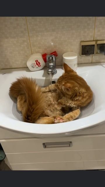 #приколы #юмор #прикол #смешно #коты #кот #кошки #котята #топ #топчик #роликдня #видеодня #лучшее #л