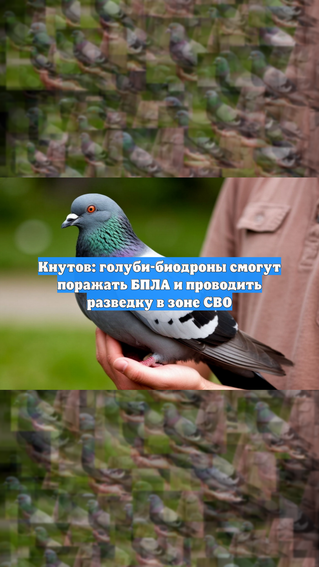 Кнутов: голуби-биодроны смогут поражать БПЛА и проводить разведку в зоне СВО