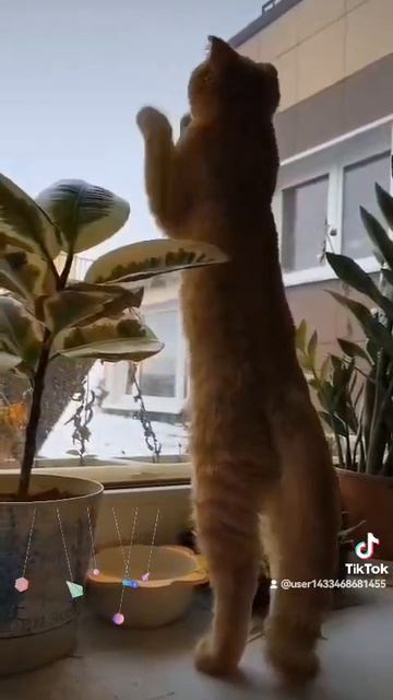 2025-11-26-141434768.mp4