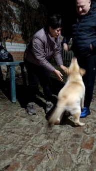 МОЛЛИ лабрадор 🐕 встречает хозяев 🤗❤️