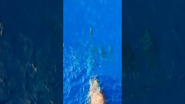 Дельфины красного моря🐬🌊.mp4