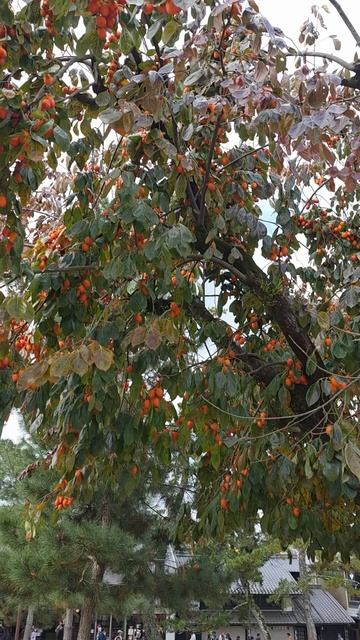 Каки в Японии имеют 3 значения🤣, смотрите до конца