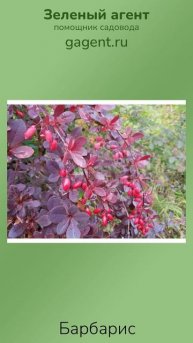 Барбарис