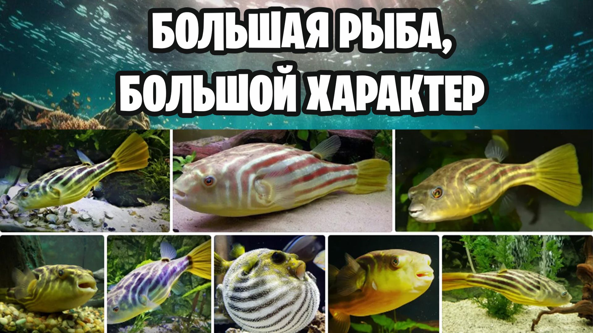 Не Рыба, А Плавучая Крепость! Всё о Тетрадоне Фахаке