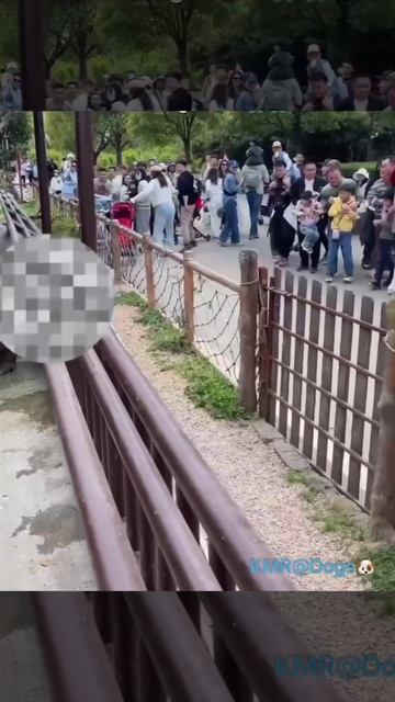 Массированная газовая атака🦛💨🤣