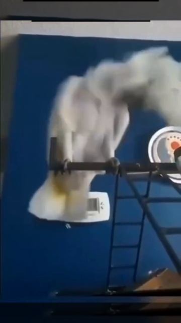 Попугаи угарают