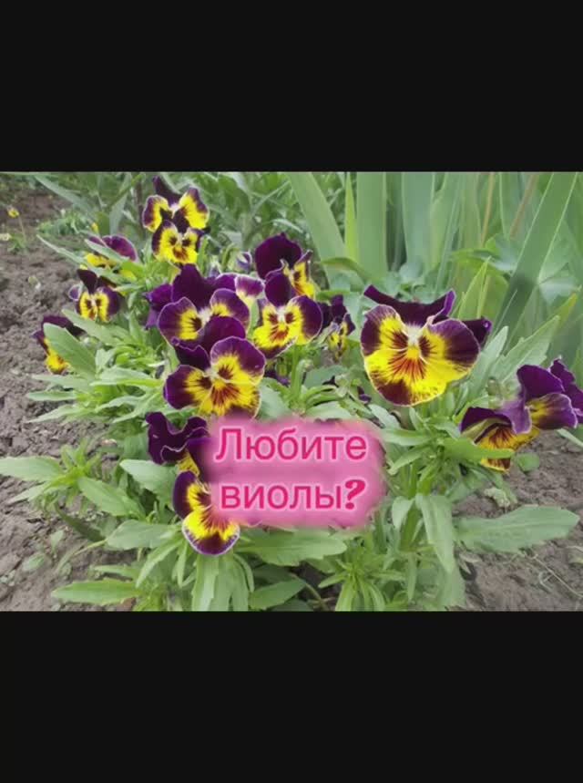 Чьи глазки у виол?