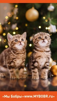 Сделайте вашу кошку счастливой