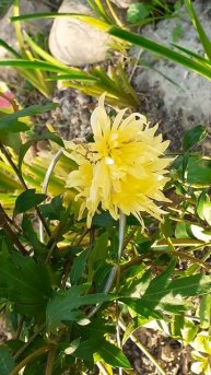 хризантема морковная корейская