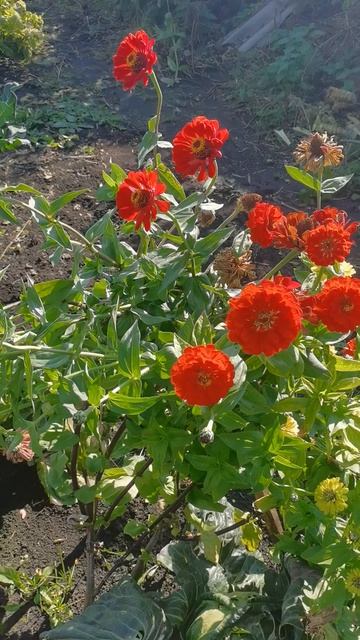Красотки циннии в огороде где все растет и цветет!