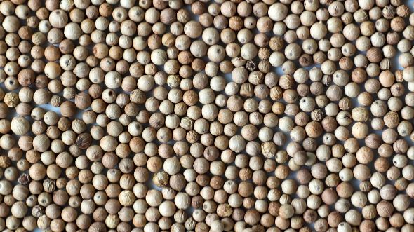 Сортировка белого перца