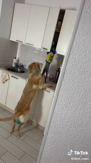 Попались 😂 #labr_deni