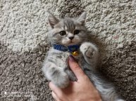 моды Укради бенрот мемы в роблокс