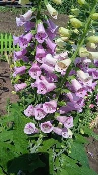 Так цветет Наперстянка красивый многолетний цветок