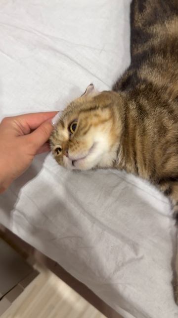 Милая шотландская вислоухая кошечка 🐱сладко спит