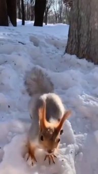 Пчела - Белая ночь @pchela-music #пчела #хит #белаяночь #группафорум #хиты80 #дискотека80 #топ