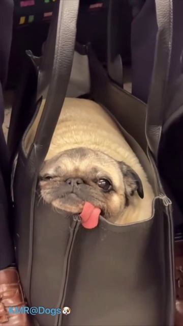 Утомленный путешественник😂