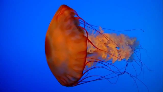 Экзотические медузы. Очень красивое видео.