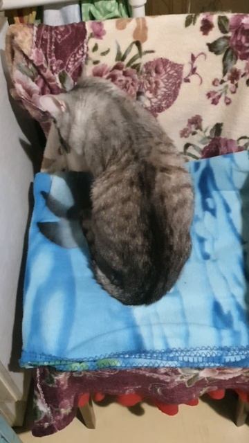 9.12.2024 ПАПАРАЦЦИ!😼Нет от тебя покоя!😁Саймон!🥰