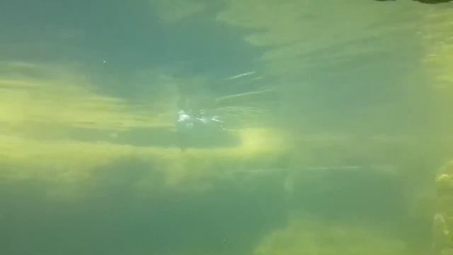 Пингвин красиво плавает и позирует на камеру.