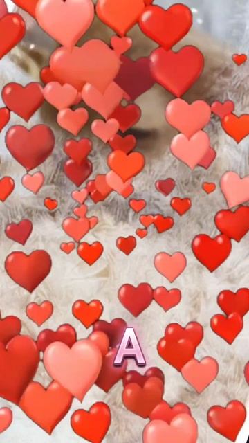 Не упустите момент #cat #котофейка #мейнкун #котики #веселыекоты #коты #видосыоткота #мейкун #кот