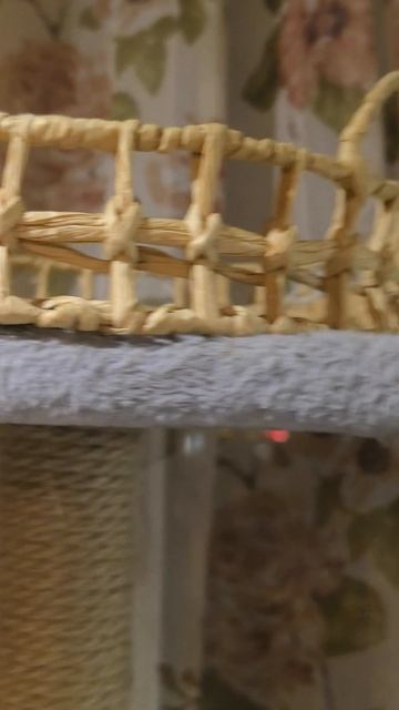 Муся сидит смотрит как я готовлю 🧑🍳