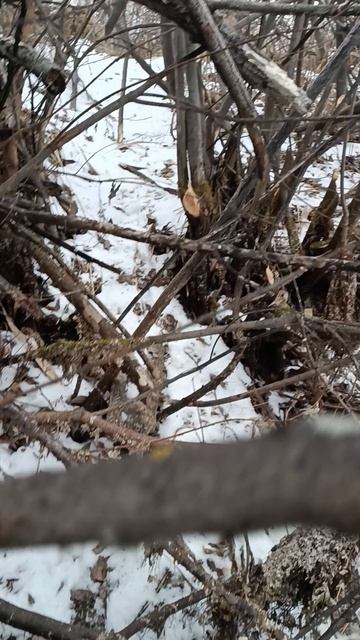 Здесь живëт бобëр