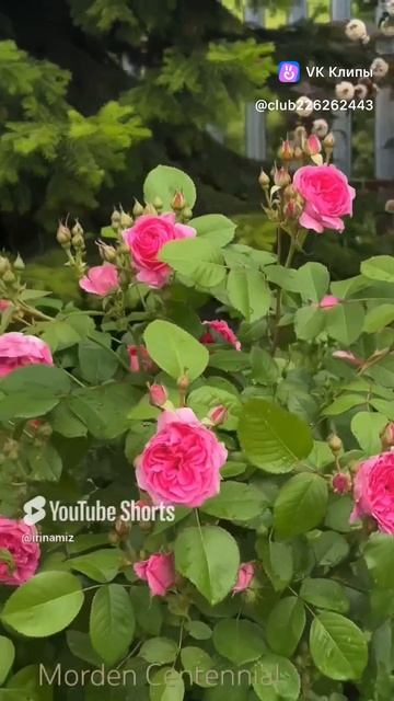 Зацвела Роза Морден Сентенниал