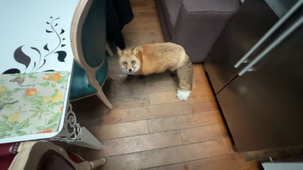 Лиса-Алиса. Необычная гостья прилетела на кухню