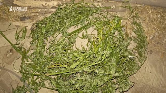 Брянская губерния. Полицейские задержали мужчину за хранение конопли