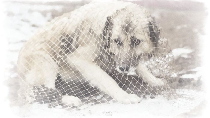 Бездомный пёс Олег Юргаев и ИИ