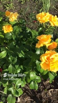 Ленинградская область. Хвойное. 16.07.2024. Дача. Обильно цветущий куст роз оранжевых