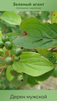 Дерен мужской