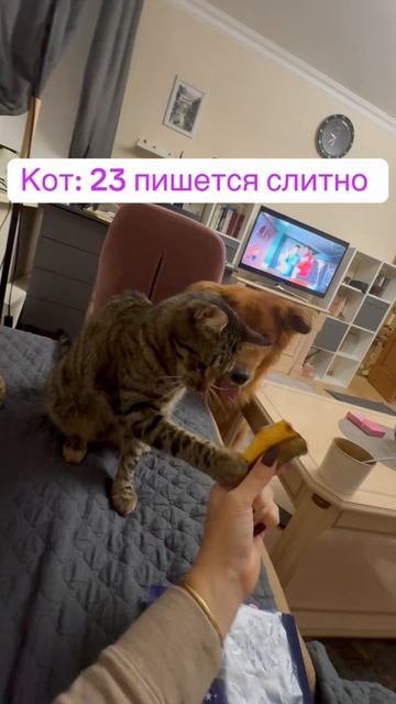 Котиков нужно кормить вовремя