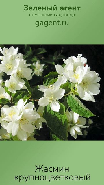 Жасмин крупноцветковый
