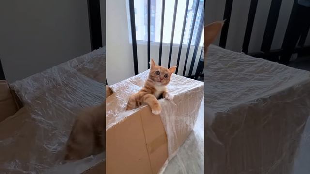 Подборка видео видео с котиками