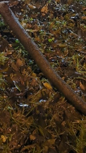 вечер,дождик ☔