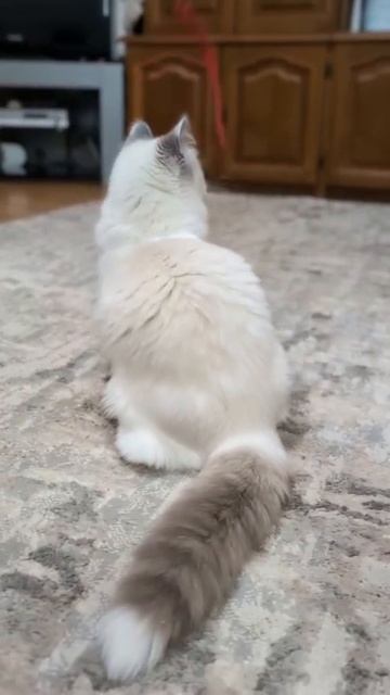 Рэгдолл. Блю биколор.