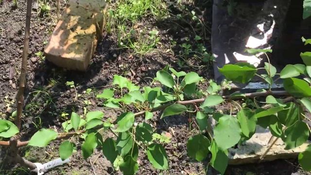 Абрикос Королевский в стланцевой форме.